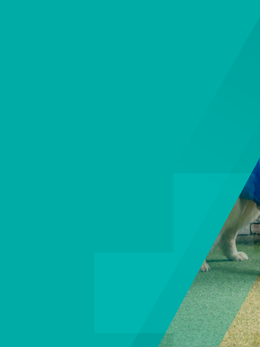 Quem Somos Pet Med Banner