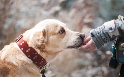 Adoção Responsável : Pet Med se preocupa com futuro dos Pets