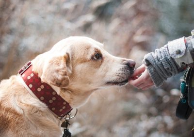 Adoção Responsável : Pet Med se preocupa com futuro dos Pets