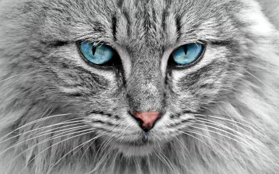 Curiosidades felinas