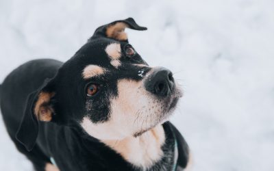 Proteção Animal : Cuidado e Bem Estar Responsabilidade de todos