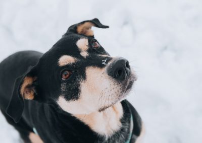 Proteção Animal : Cuidado e Bem Estar Responsabilidade de todos