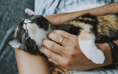 Viagens com Pets em Transporte Público