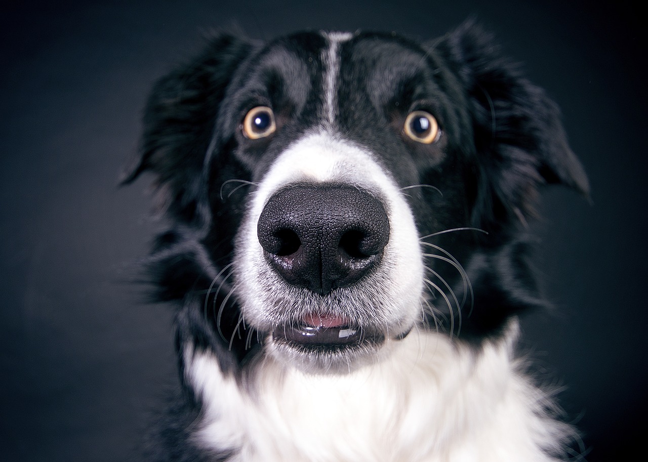 Border Collie, o cachorro mais inteligente do mundo