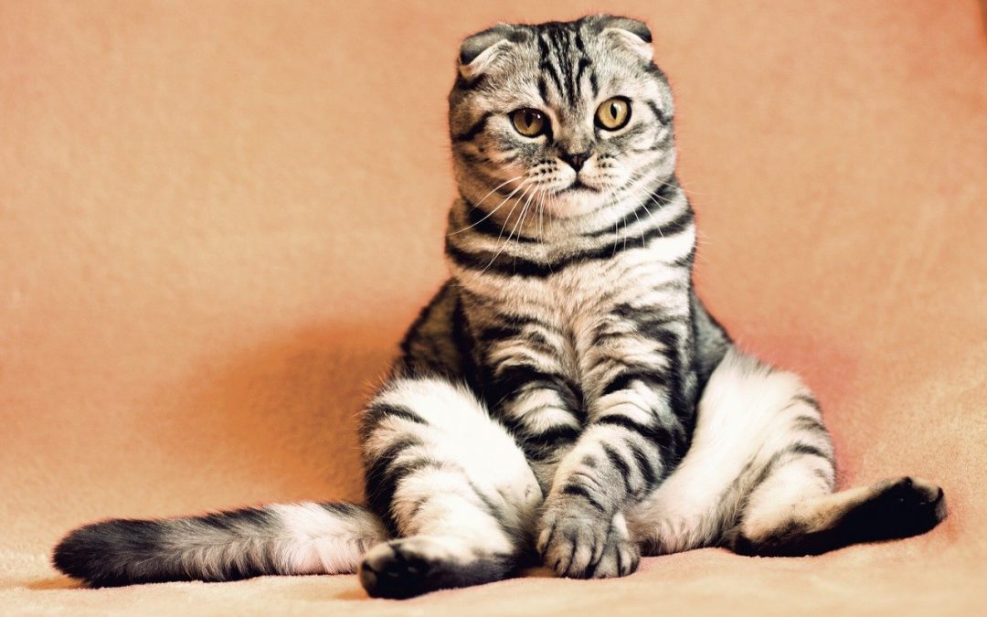 10 Curiosidades sobre Gatos