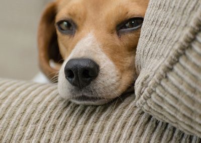 petmed-blog