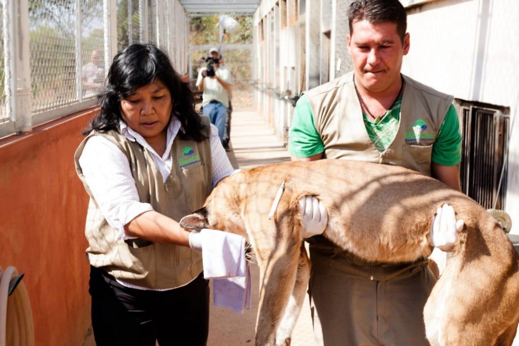 Mulheres E Direitos Dos Animais: A Luta Pelo Direito Dos Animais