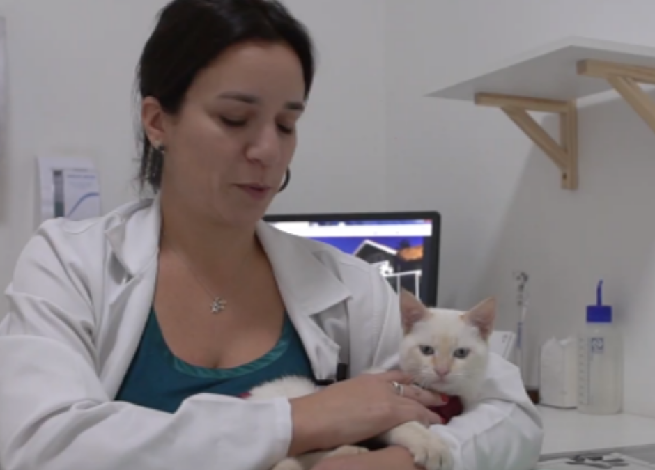Pet Med & Strix: Excelência no Cuidado com os Pets