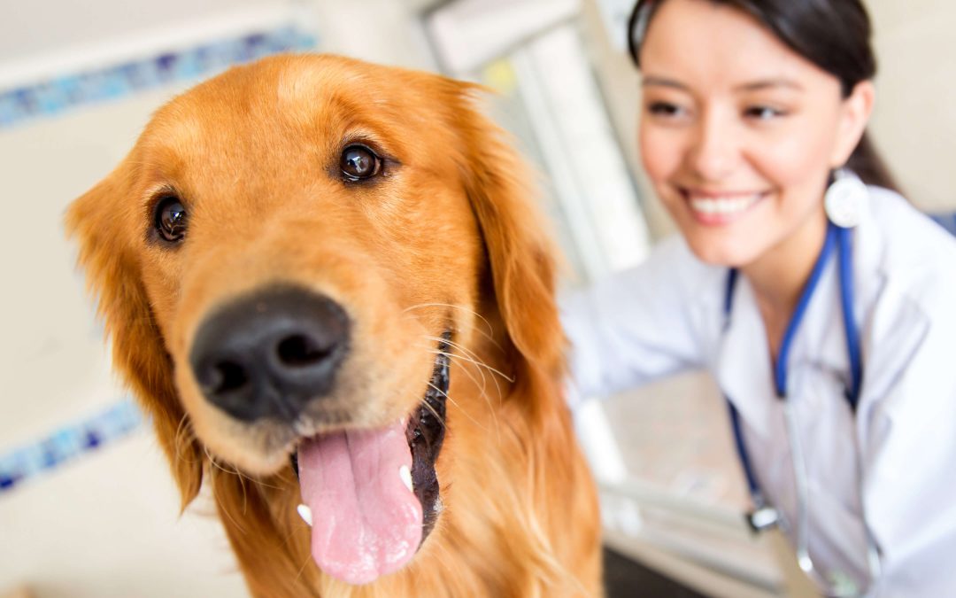 Nova resolução do Conselho Federal de Medicina Veterinária altera regras para estabelecimentos veterinários