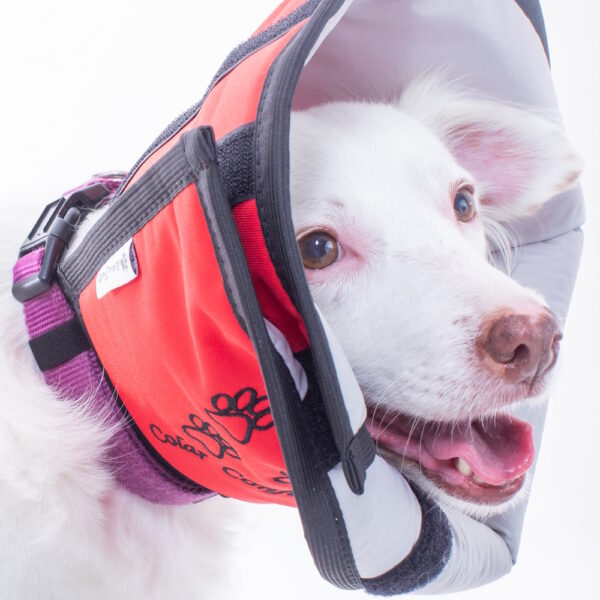 Colar Conforto | Comfort Collar | Collarín Comfort - Image 5