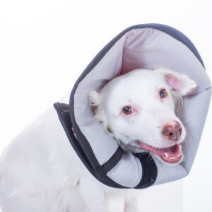 Colar Conforto | Comfort Collar | Collarín Comfort