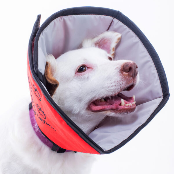 Colar Conforto | Comfort Collar | Collarín Comfort - Image 4