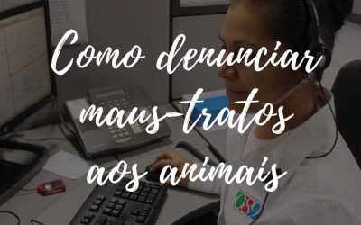 Como fazer denúncias de maus tratos aos animais