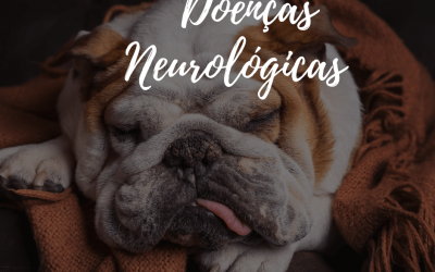 Junho inclusivo e doenças neurológicas nos pets