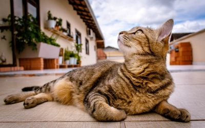 Saúde dos gatos
