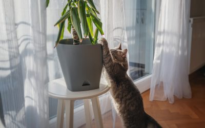 Cuidado com as plantas tóxicas aos animais