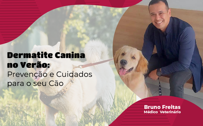 Saiba o que é Dermatite canina e como prevenir a doença no calor