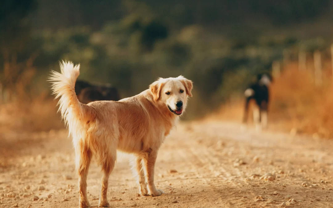 Saiba o que é Dermatite canina e como prevenir a doença no calor