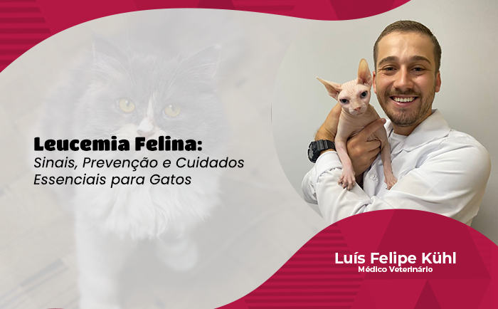 Leucemia Felina: Sinais, Prevenção e Cuidados Essenciais para Gatos