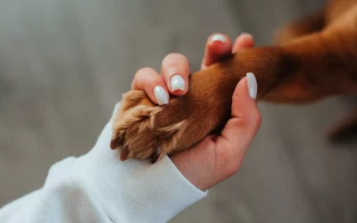 Dia Mundial da Saúde e Dia da Terra: como o conceito de Saúde Única é importante para o bem-estar das pessoas, dos animais e do meio em que vivemos?
