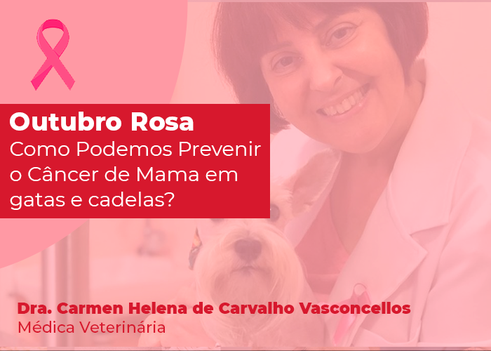 Outubro Rosa: como podemos prevenir o câncer de mama em gatas e cadelas?