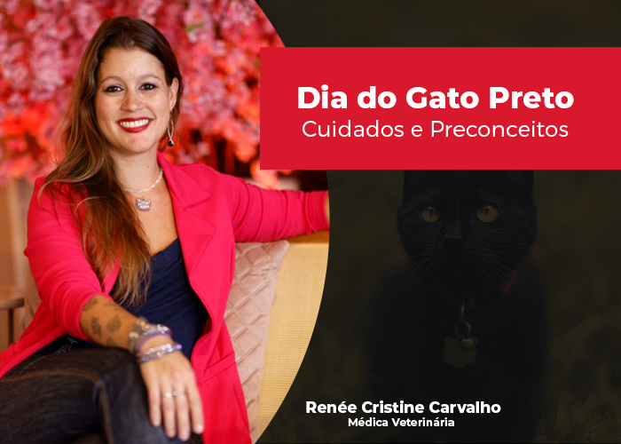 Dia do Gato Preto: conheça alguns benefícios em manter os gatos sem acesso à rua