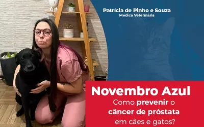 Novembro Azul: como podemos prevenir o câncer de próstata em cães e gatos