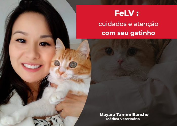 Fevereiro Laranja: conheça os cuidados que as famílias devem ter no dia a dia com o gatinho com FeLV em casa