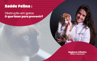 Saúde Felina : obstrução em gatos, o que fazer para prevenir?