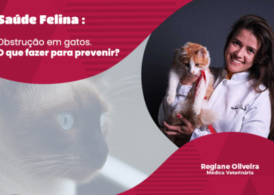 Obstrução Urinária em Gatos: Sinais de Alerta e Prevenção Essencial