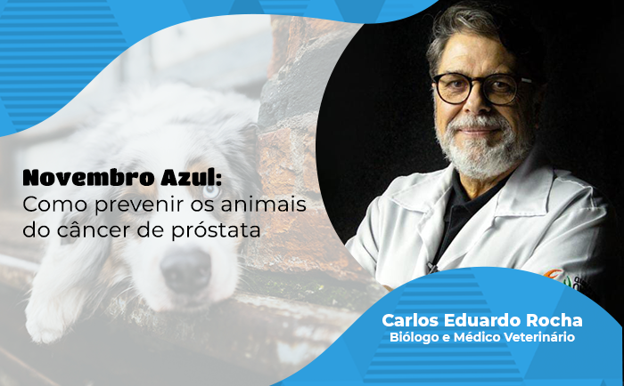 Novembro Azul Pet: Prevenção do Câncer de Próstata em Cães e Gatos