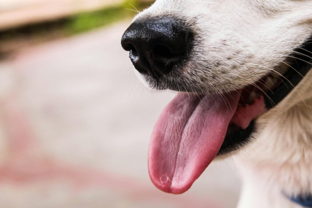 Petmed saúde e bem estar animal