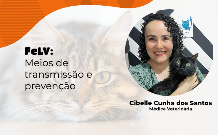 FeLV: Meios de transmissão e prevenção