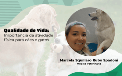 Qualidade de vida: importância da atividade física para cães e gatos