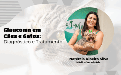 Como diagnosticar e tratar o Glaucoma em cães e gatos?