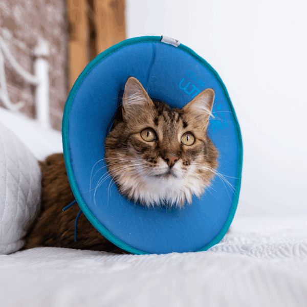 Colar Soft Ultraleve para Gatos - Image 2