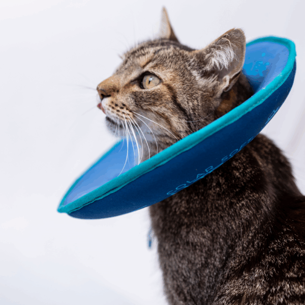 Colar Soft Ultraleve para Gatos - Image 6