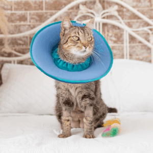 Colar Soft Ultraleve para Gatos